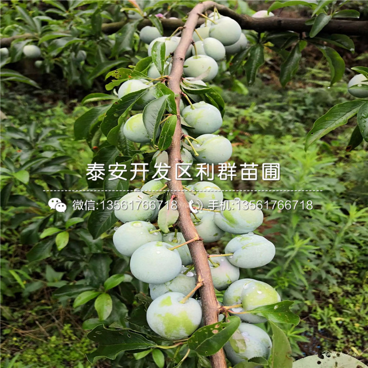 新品種李子苗、新品種李子苗批發(fā)基地