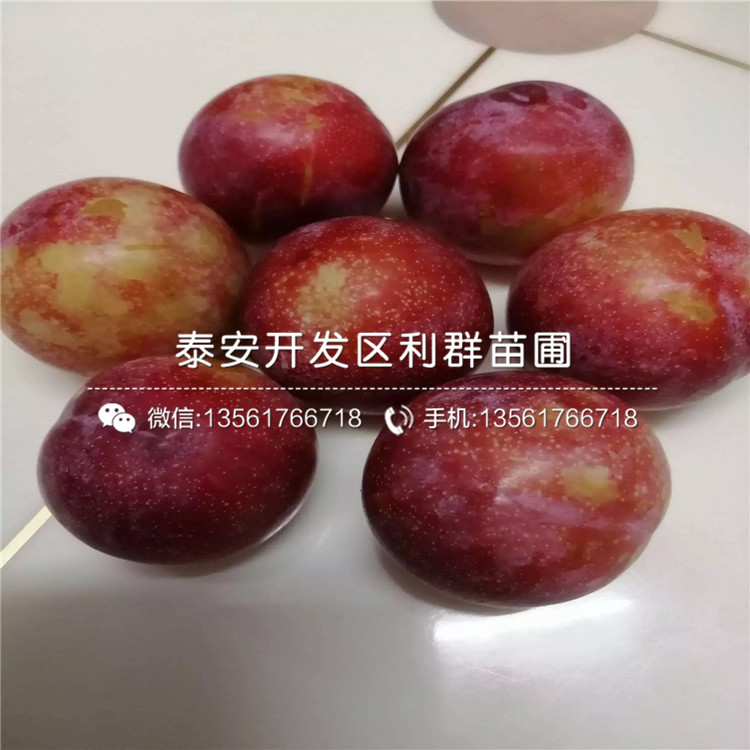 出售紅脆李子樹苗、出售紅脆李子樹苗多少錢一棵