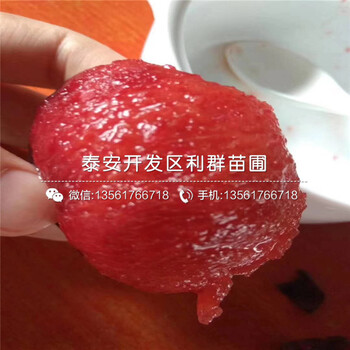 黑總統(tǒng)李子樹苗