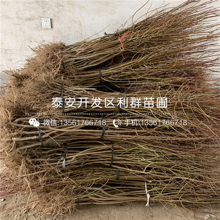 2020年鳳凰李子樹(shù)苗報(bào)價(jià)、鳳凰李子樹(shù)苗多少錢(qián)一棵