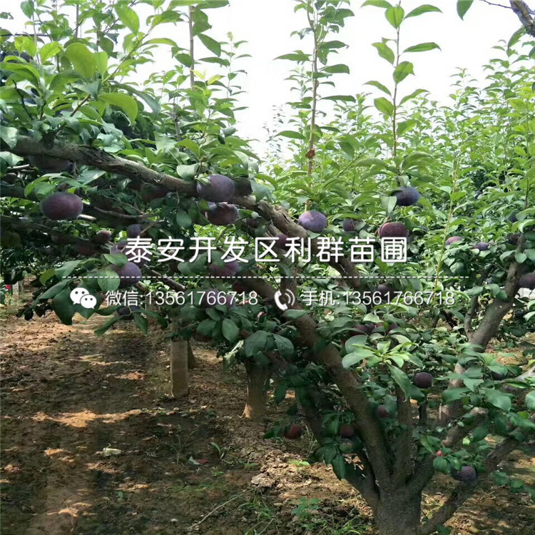 美國黑布林李子樹苗品種介紹、美國黑布林李子樹苗多少錢一棵