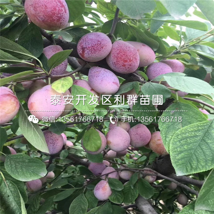 2020年鳳凰李子樹(shù)苗報(bào)價(jià)、鳳凰李子樹(shù)苗多少錢(qián)一棵