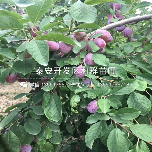 女神李子苗、女神李子苗出售