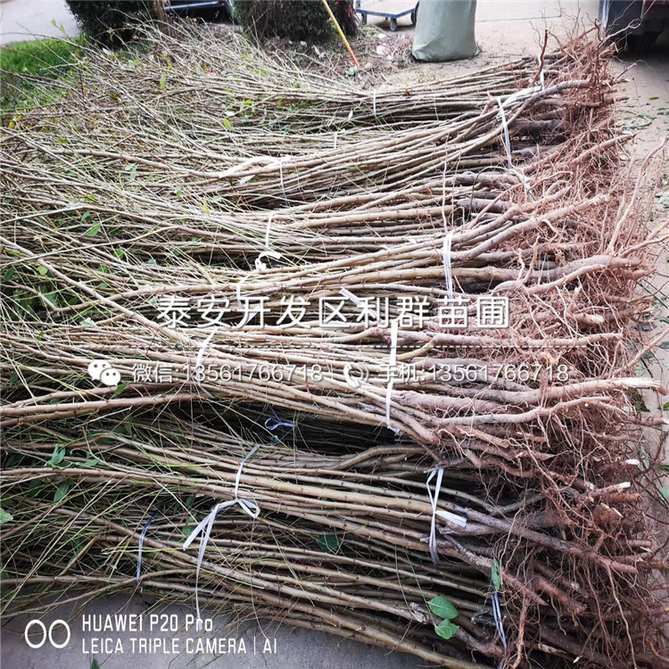 山東風(fēng)味玫瑰李子樹(shù)苗、風(fēng)味玫瑰李子樹(shù)苗價(jià)格