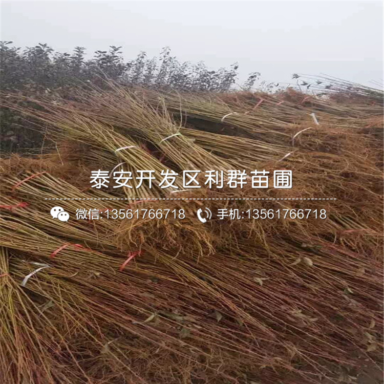 2020年蜂糖李苗價(jià)格、蜂糖李苗多少錢一棵