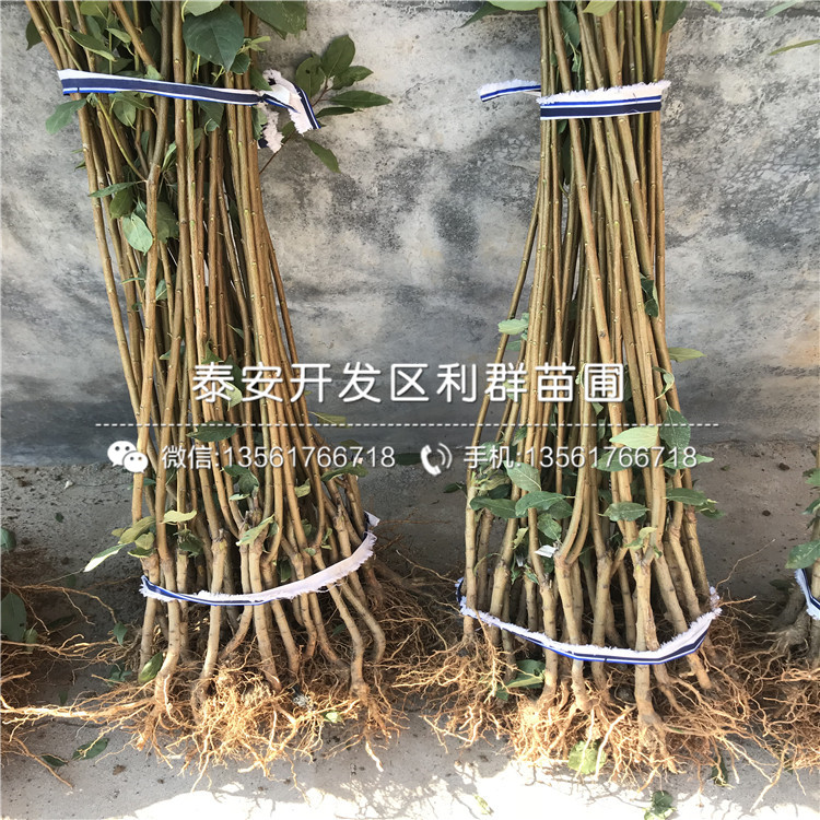 2020年鳳凰李子樹(shù)苗報(bào)價(jià)、鳳凰李子樹(shù)苗多少錢(qián)一棵