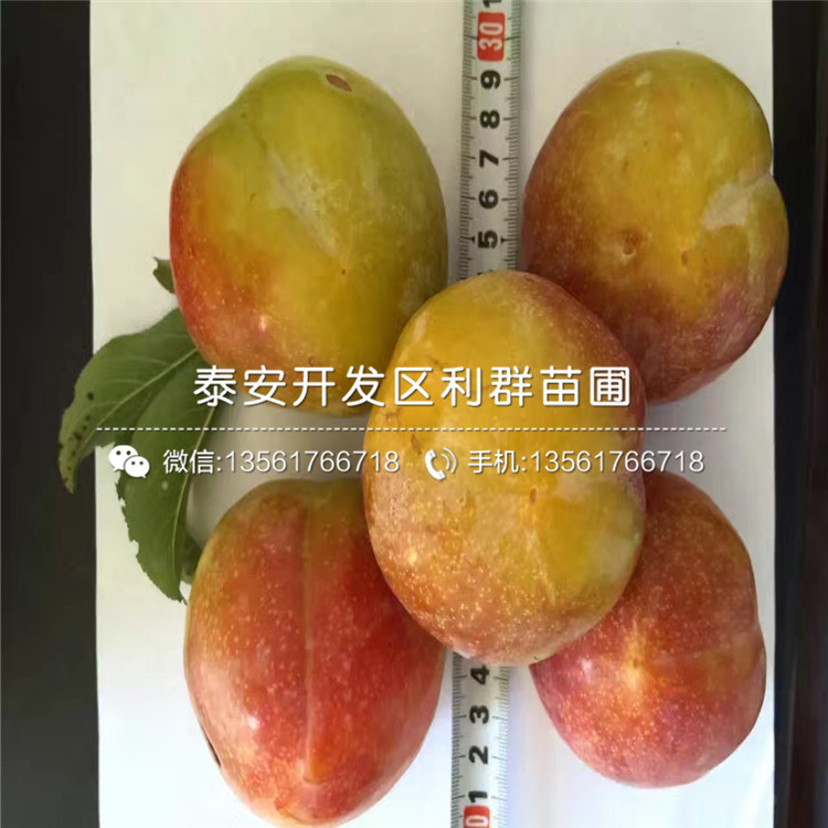 2020年幸運(yùn)李子苗價(jià)格、幸運(yùn)李子苗多少錢一棵