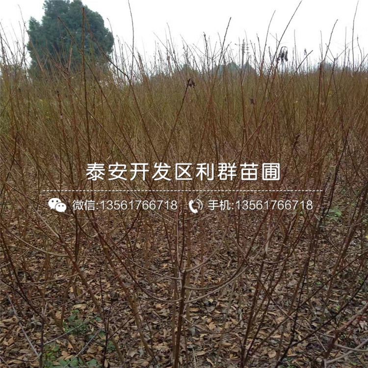 5公分李子樹苗出售、5公分李子樹苗價(jià)格