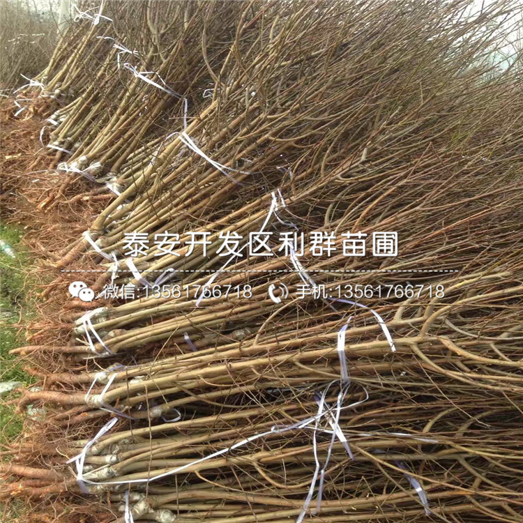 美國(guó)杏李苗、美國(guó)杏李苗出售基地
