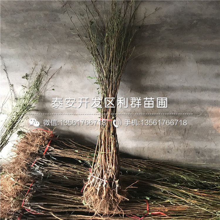 新品种李子苗价格、新品种李子苗批发