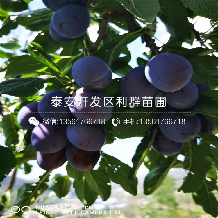 杏李子樹苗、杏李子樹苗價格多少