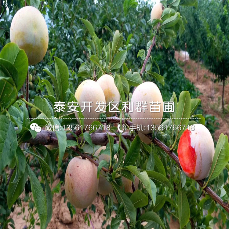 紅寶石李子樹苗、紅寶石李子樹苗出售基地