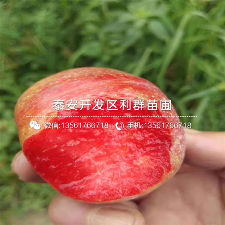 三華李子樹苗多少錢一棵、2020年三華李子樹苗價格