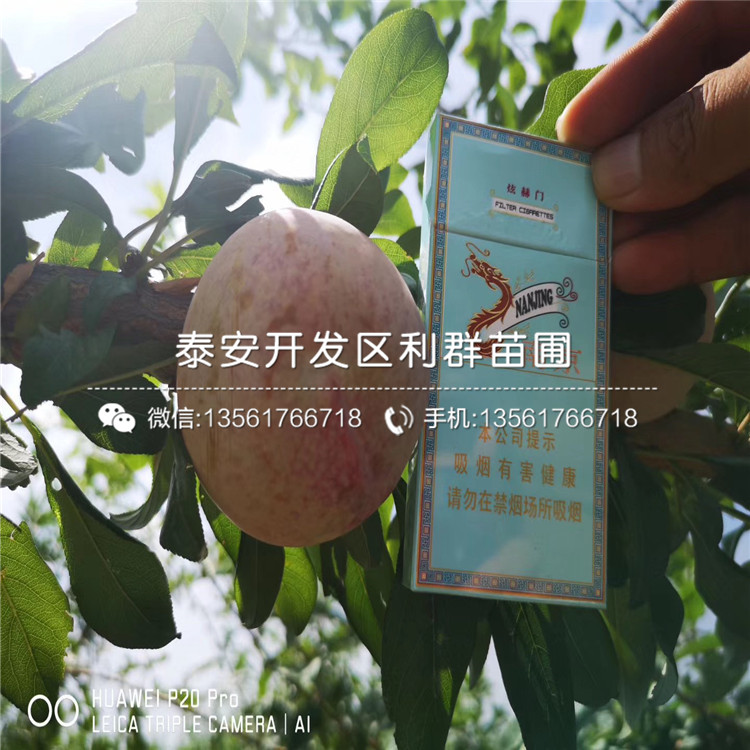冰糖李子苗、冰糖李子苗價(jià)格及報(bào)價(jià)