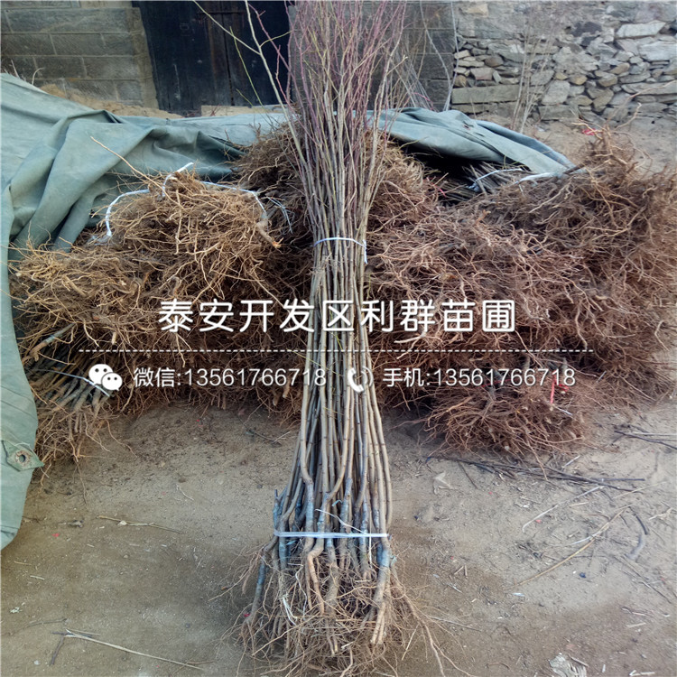 西梅藍(lán)蜜李子樹苗基地、西梅藍(lán)蜜李子樹苗價(jià)格及報(bào)價(jià)