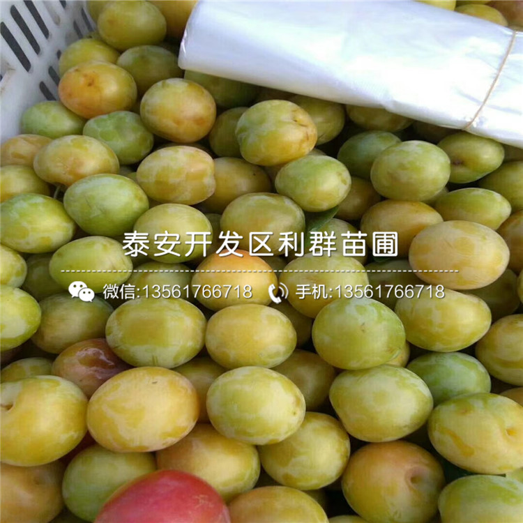 甜脆李子苗品種介紹、甜脆李子苗多少錢一棵