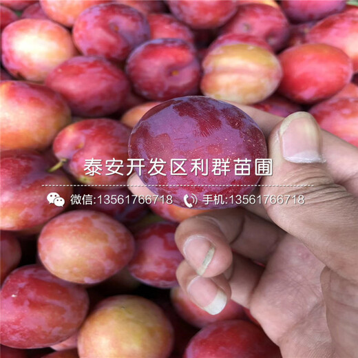 山東秋紅李子樹苗、山東秋紅李子樹苗基地
