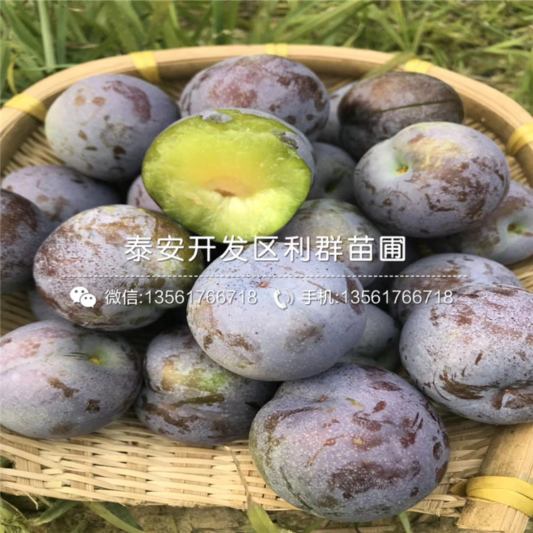 紅貴陽(yáng)李子樹(shù)苗出售、2020年紅貴陽(yáng)李子樹(shù)苗價(jià)格