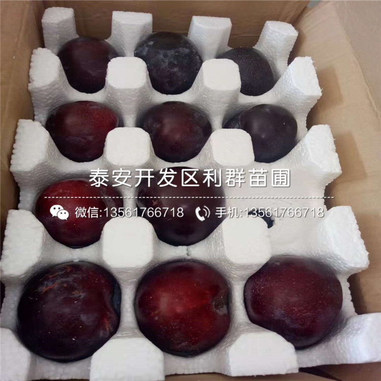 早紅李子樹苗出售、早紅李子樹苗多少錢一棵
