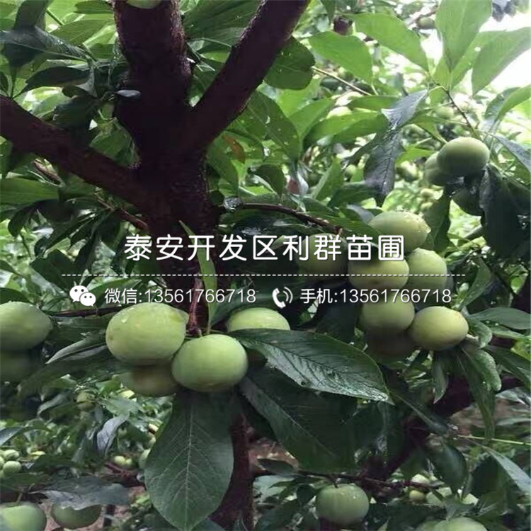山東早紅李子苗、山東早紅李子苗出售