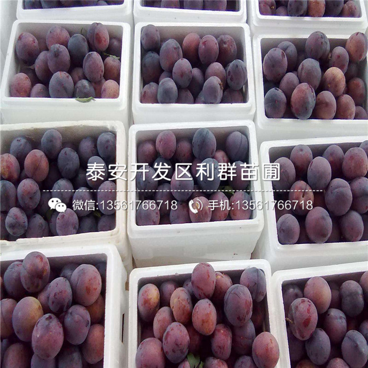 哪里有冰糖李子樹苗出售、冰糖李子樹苗多少錢一棵