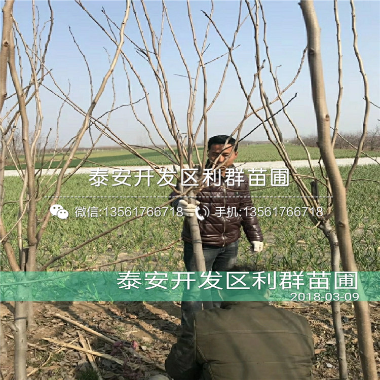 富平尖柿柿子樹苗、富平尖柿柿子樹苗什么價格