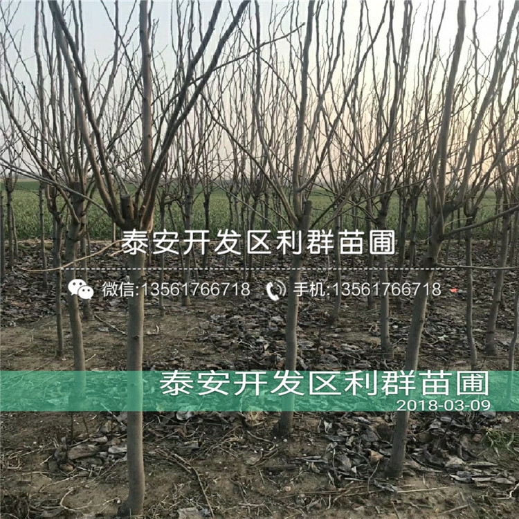 陽豐甜柿樹苗價格、2020年陽豐甜柿樹苗價格