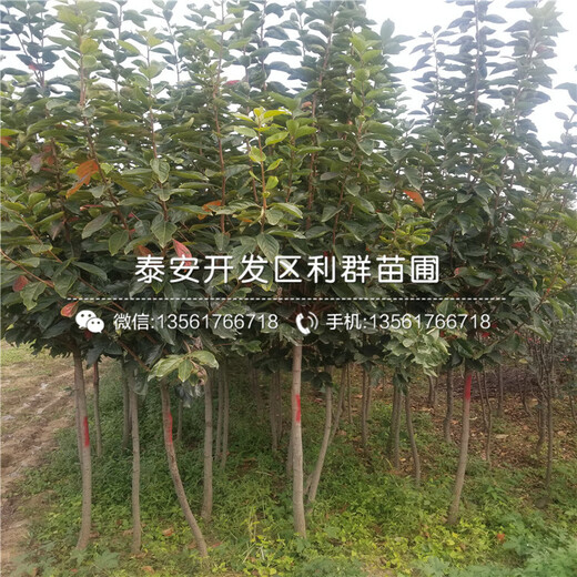 出售4公分柿子苗、4公分柿子苗價格