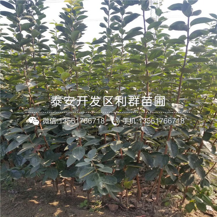 4公分甜柿子苗出售價格、4公分甜柿子苗多少錢一棵