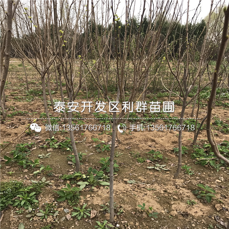 羅田甜柿子樹(shù)苗、羅田甜柿子樹(shù)苗報(bào)價(jià)
