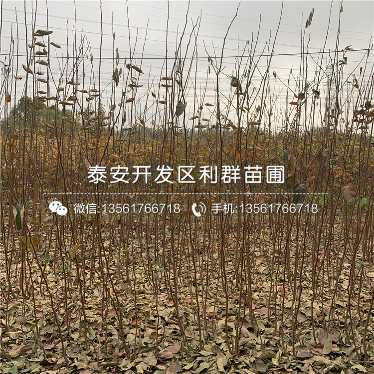 甜脆柿苗出售、甜脆柿苗多少錢一棵