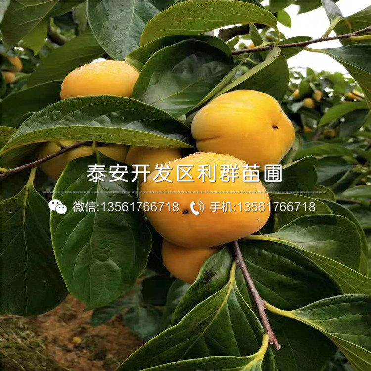 無核火晶柿子樹苗批發(fā)基地、無核火晶柿子樹苗價(jià)格及報(bào)價(jià)