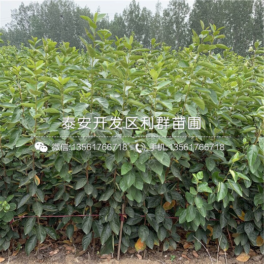 陽豐柿子樹苗、陽豐柿子樹苗報價