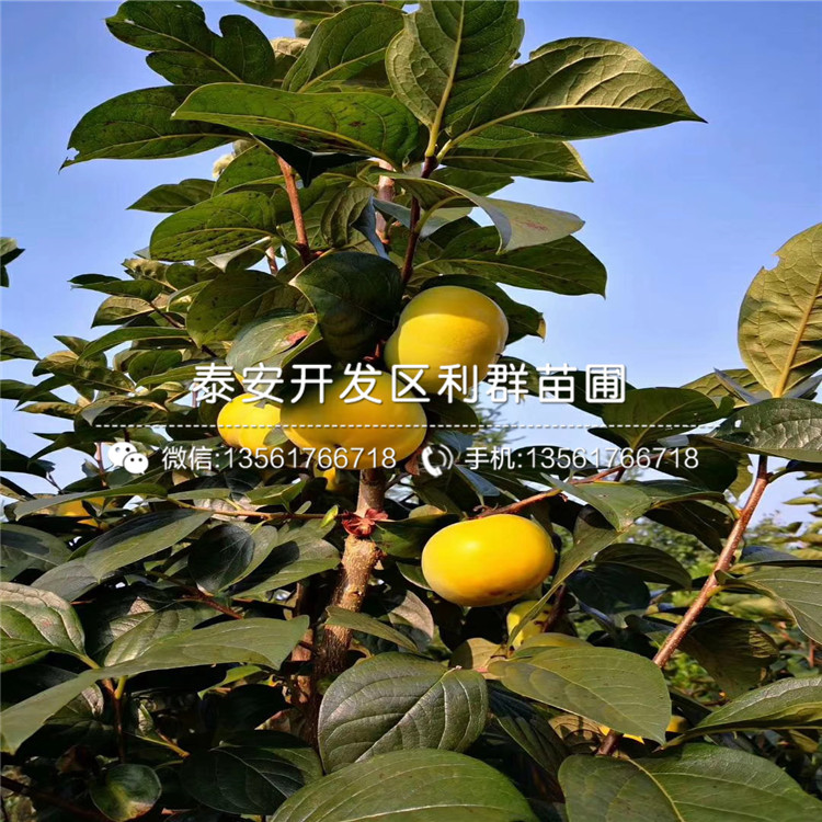 富有甜柿苗價(jià)格、2020年富有甜柿苗價(jià)格