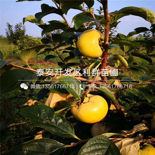 陽豐甜柿樹苗價(jià)格、2020年陽豐甜柿樹苗價(jià)格