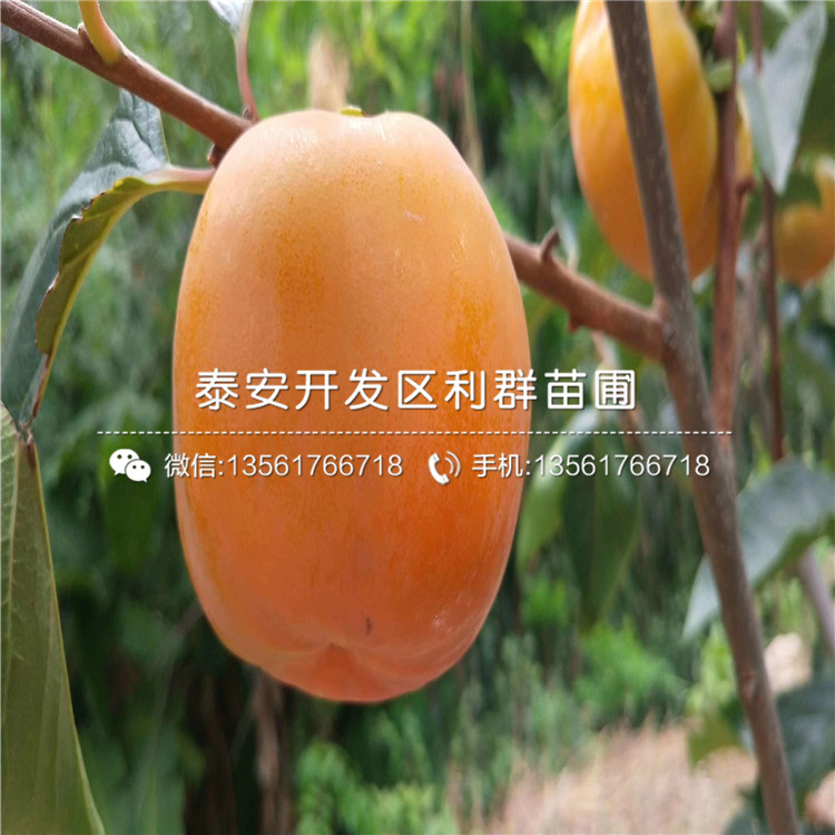 巧克力柿子樹苗價格、2020年巧克力柿子樹苗價格