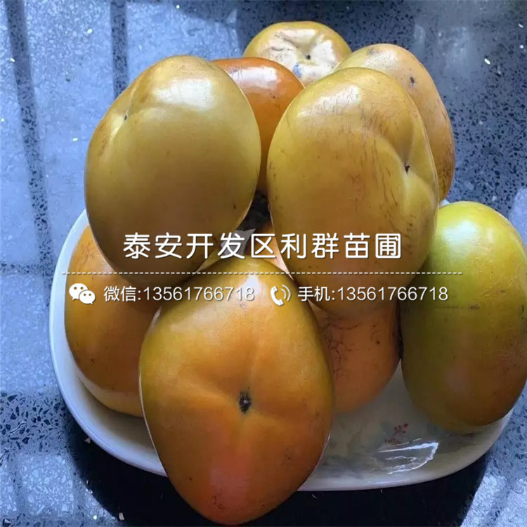 富有柿子樹苗、富有柿子樹苗出售價格