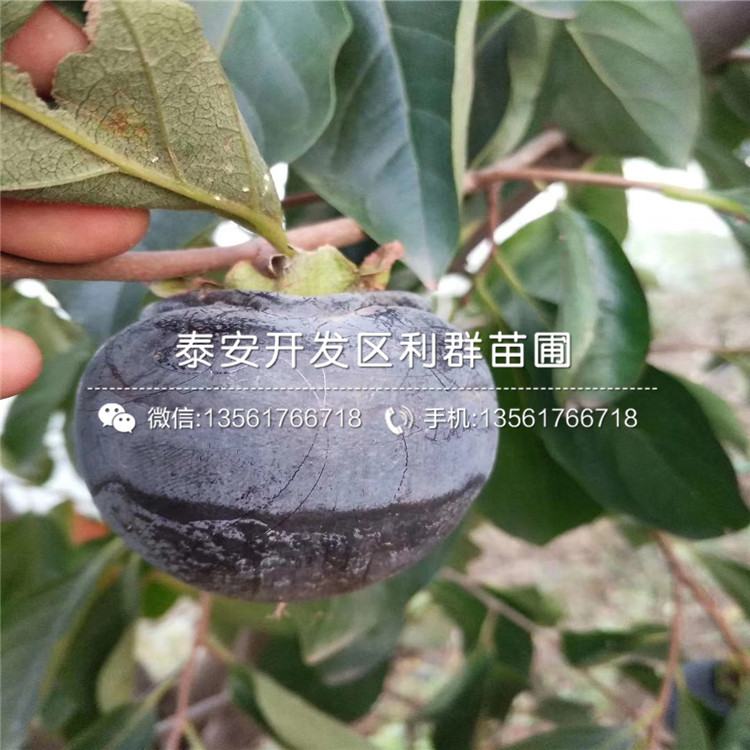 新品種柿子樹苗、新品種柿子樹苗品種