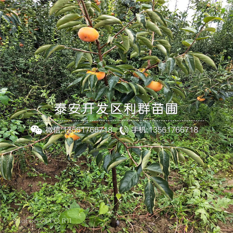 甜脆柿子樹苗價格、2020年甜脆柿子樹苗價格