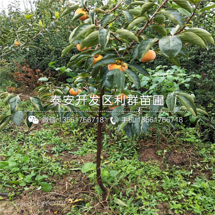 无核柿子树苗新品种、无核柿子树苗多少钱一棵