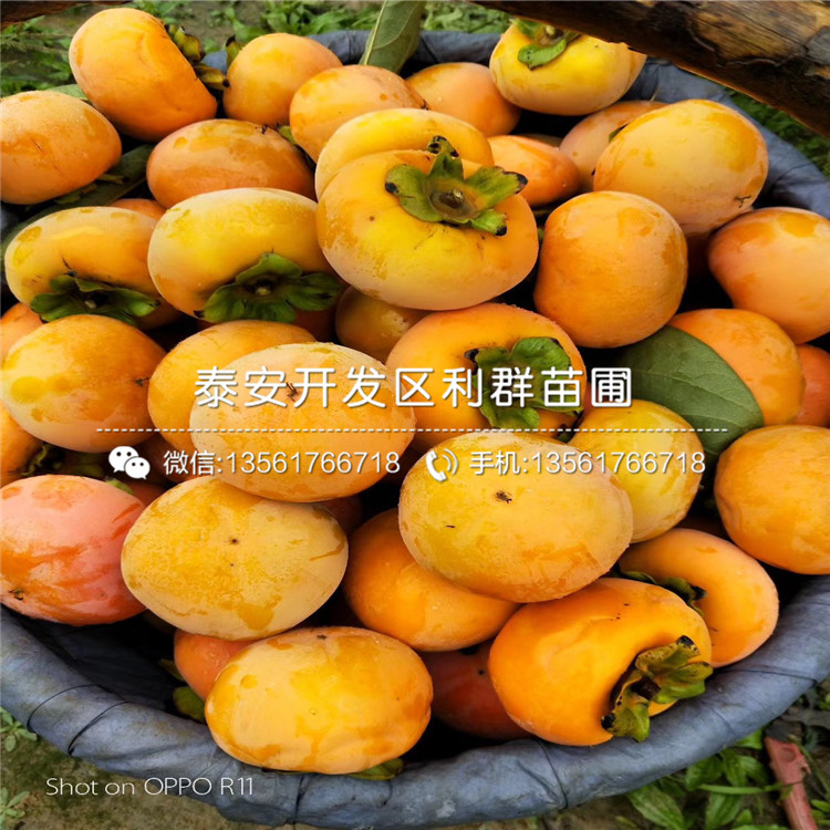 批發(fā)柿子苗批發(fā)、批發(fā)柿子苗基地