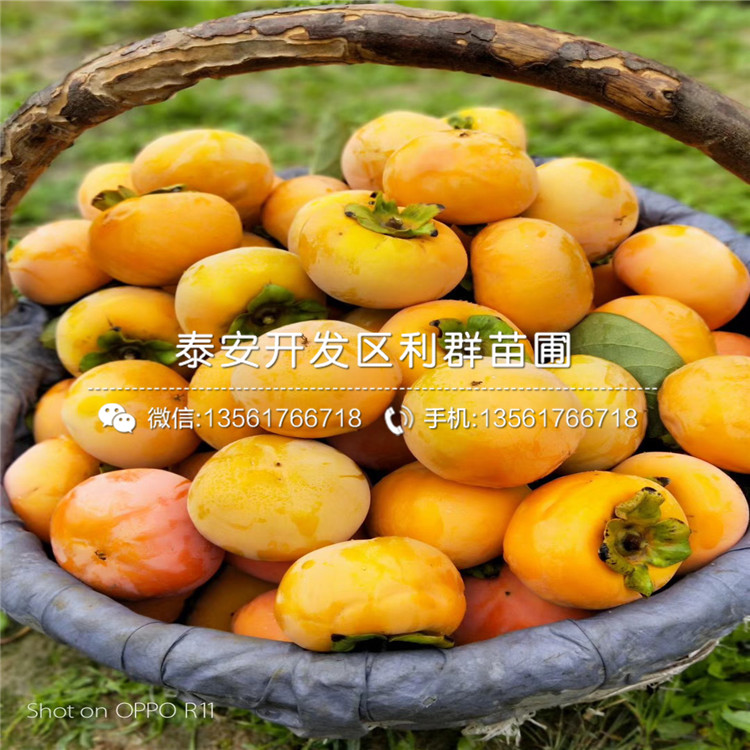 八月紅柿子苗、八月紅柿子苗新品種