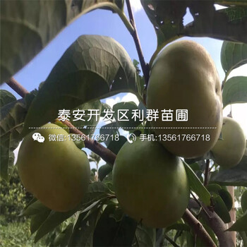 次郞柿子樹苗、次郞柿子樹苗新品種