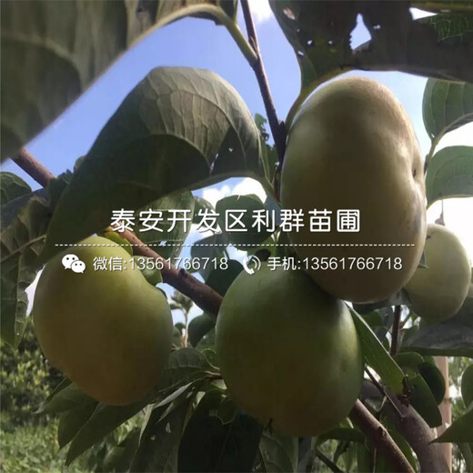 次郞柿子樹苗、次郞柿子樹苗新品種