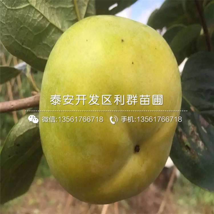 富平尖柿柿子苗批發(fā)基地、富平尖柿柿子苗價(jià)格及報(bào)價(jià)