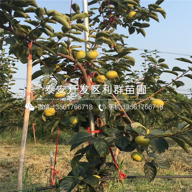 澀柿子苗出售基地、澀柿子苗多少錢一棵