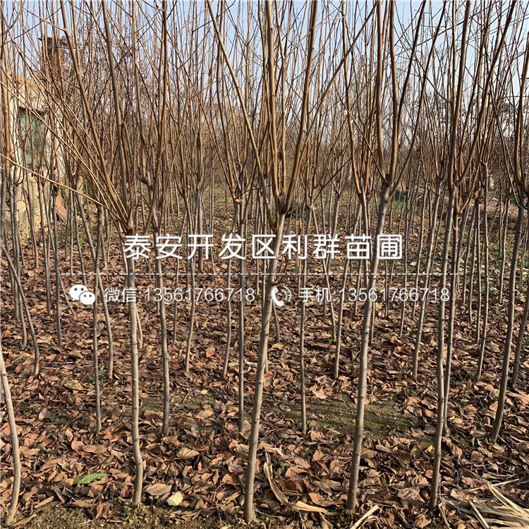 出售大秋柿子苗、大秋柿子苗多少錢一棵