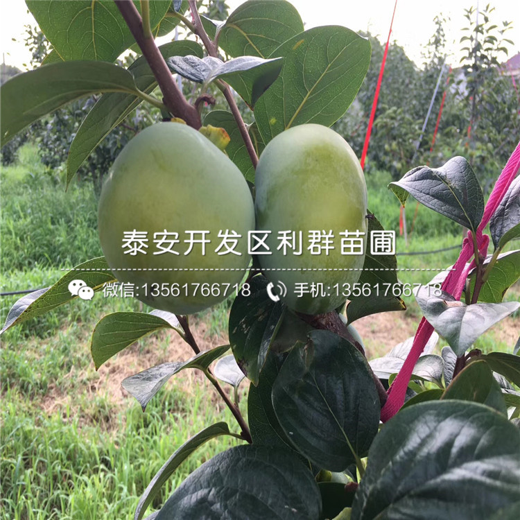 富有甜柿苗價(jià)格、2020年富有甜柿苗價(jià)格