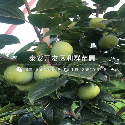次郞柿子樹苗報價、次郞柿子樹苗多少錢一棵