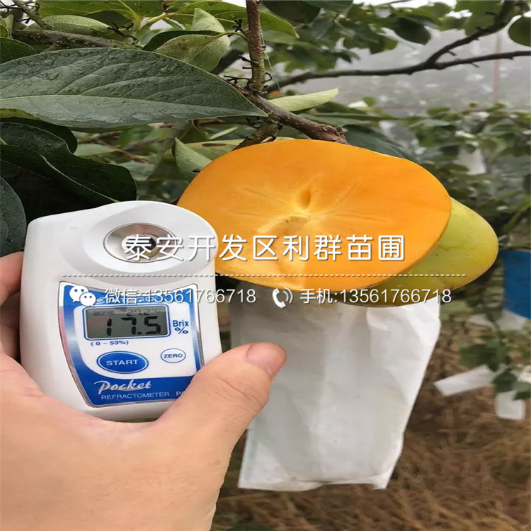 火晶柿子苗、火晶柿子苗基地